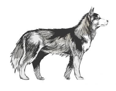 Köpek çizim çizim tarzı