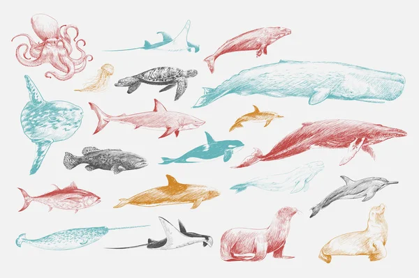 Ilustracja Rysunek Styl Życia Zwierząt Morskich Kolekcja — Zdjęcie stockowe