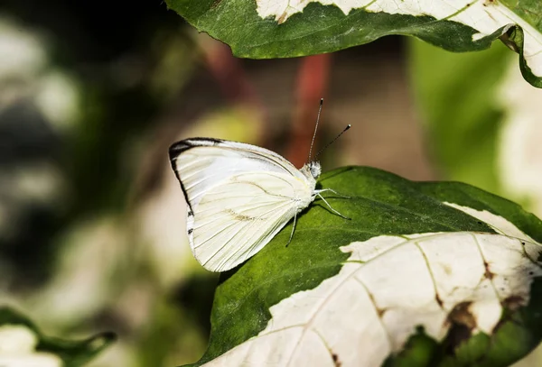 Closeup White Butterfly Nature — Stock Photo, Image
