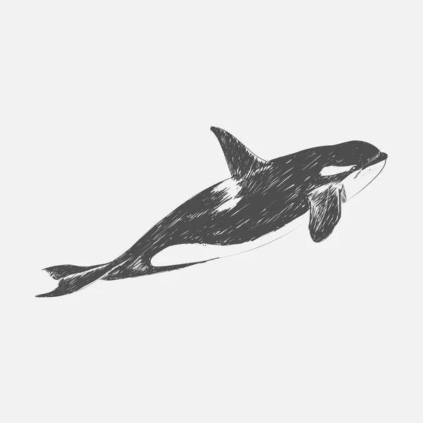 Illustration Drawing Style Killer Whale — Stock Photo, Image
