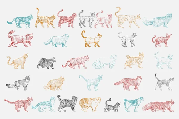 Ilustracja Rysunek Styl Kolekcji Ras Kotów — Zdjęcie stockowe