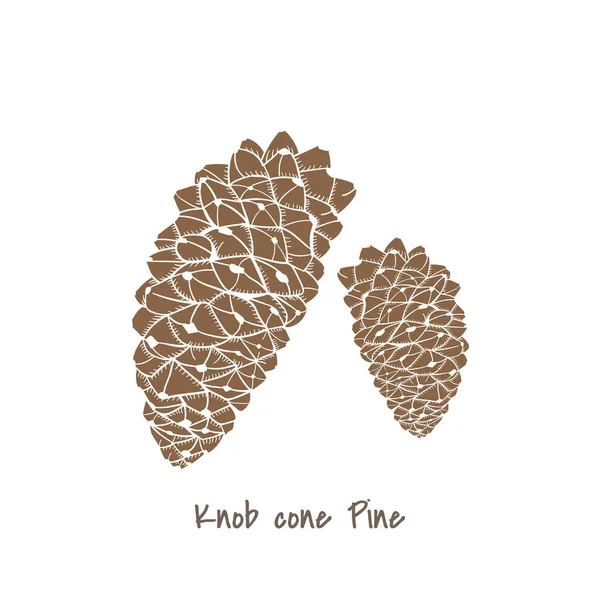 Design Illustration Cone Pine Type — Stock Photo, Image