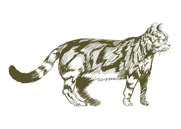 Styl Rysowania Ilustracja Kot — Zdjęcie stockowe