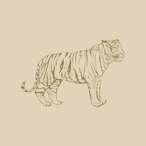 Illustration Drawing Style Tiger — Stock Photo, Image