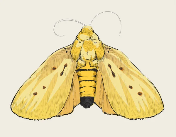 Illustration Drawing Style Butterfly — Stock Photo, Image