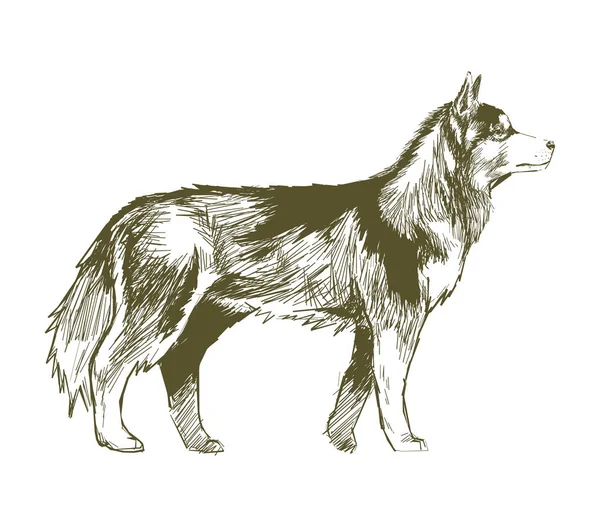 Εικονογράφηση Στυλ Σχεδίασης Του Σκύλου — Φωτογραφία Αρχείου