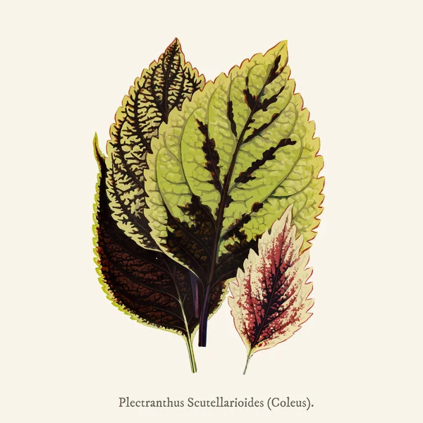 Plectranthus Scutellarioides 1825 1890 새로운 Rare Beautiful Leaved — 스톡 사진