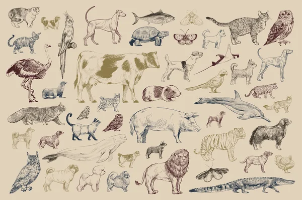 Ilustracja Rysunek Styl Kolekcja Zwierząt — Zdjęcie stockowe