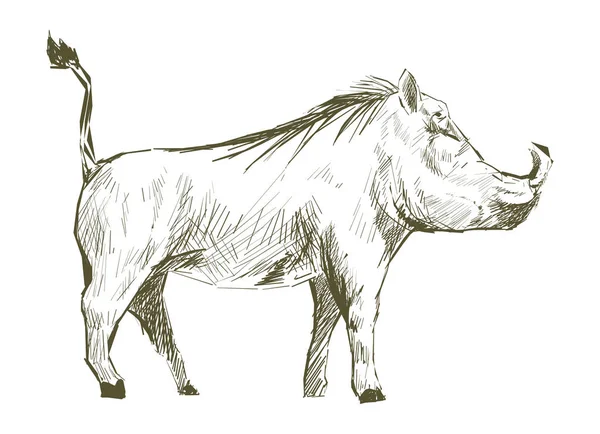 豚のイラスト描画スタイル — ストック写真
