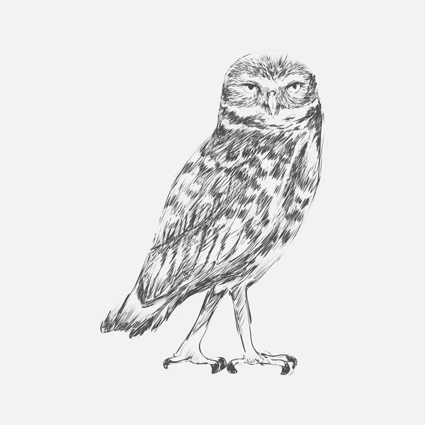 Illustration Drawing Style Owl — Stock Photo, Image