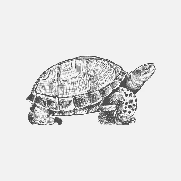 Illustratie Tekening Stijl Schildpad — Stockfoto