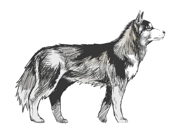 Illustration Zeichnung Stil Des Hundes — Stockfoto