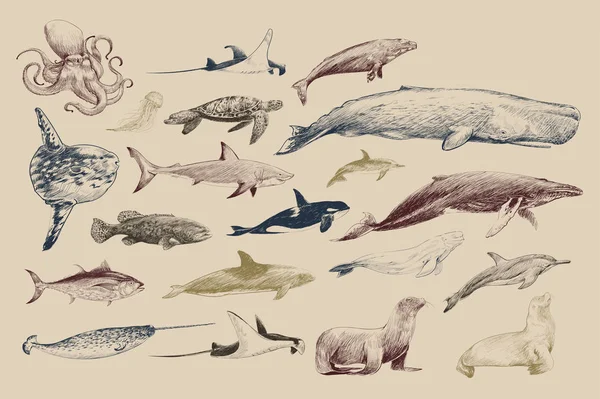 Illustration drawing style of life marine animals collection