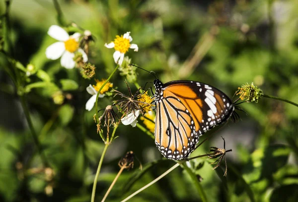 Closeup Monarch Butterfly Original Photoset — Stock Photo, Image