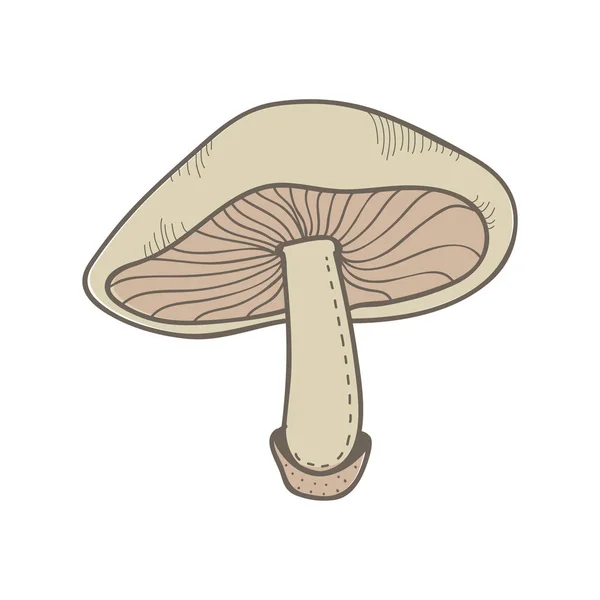 种类艺术蘑菇的例证 — 图库照片