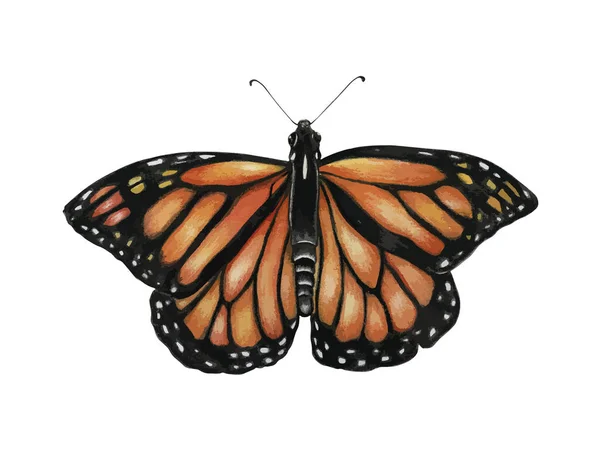 Obrázek Ručně Kreslenou Butterfly — Stock fotografie