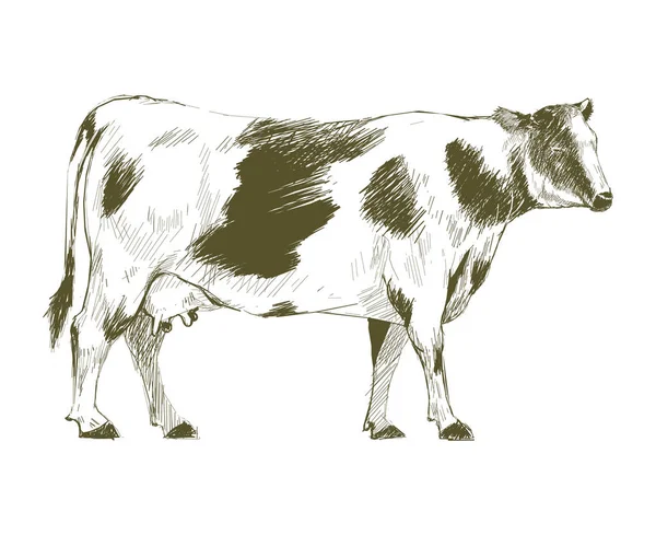 Illustration Drawing Style Cow — Stock Photo, Image