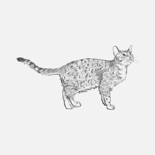 Illustration Drawing Style Cat — Stock Photo, Image