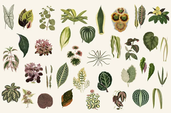 Collection of leaves found in (1825-1890) New and Rare Beautiful-Leaved Plants. Digitally enhanced from our own 1929 edition of the publication. — Stock Image Collection Leaves Found 1825 1890 New Rare Beautiful Leaved Plants Royalty Free Stock Images