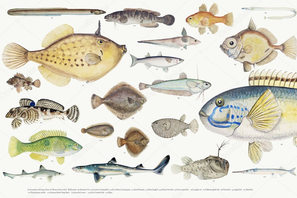 Colored  illustration of fishes drawing collection