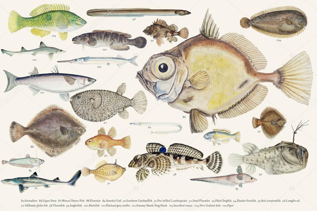 Colored  illustration of fishes drawing collection