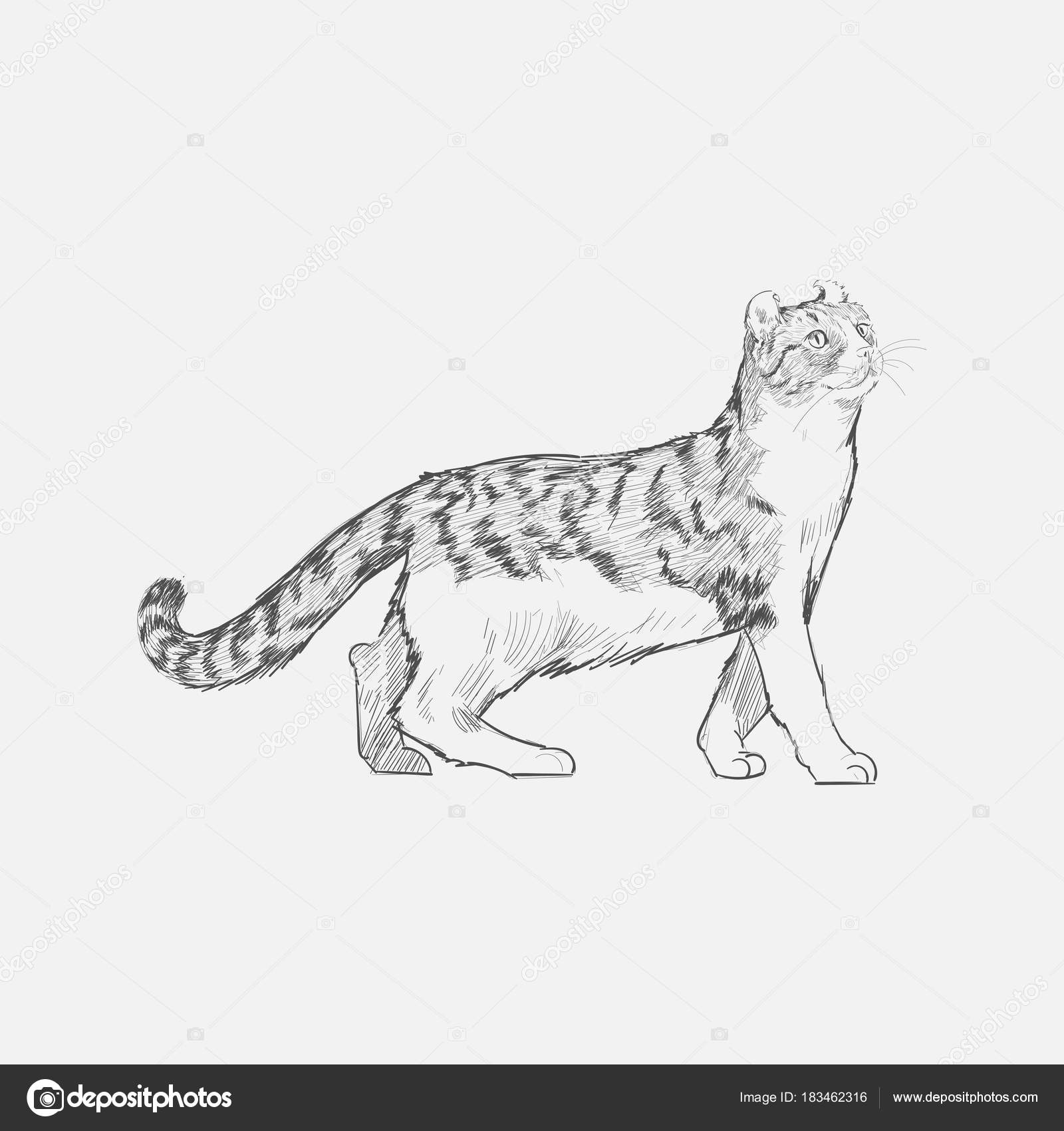 Kedi Çizim Çizim Tarzı — Stok Foto © Rawpixel 183462316