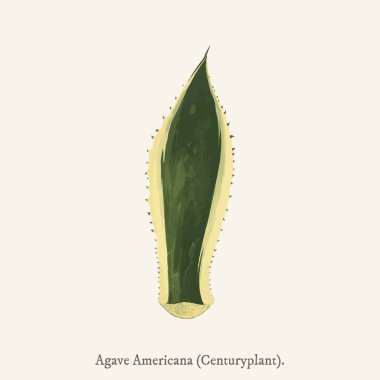 Nöbetçi bitki (Agave Americana Variegata) (1825-1890 yılında) yeni ve Rare Beautiful-Leaved bitki bulundu.
