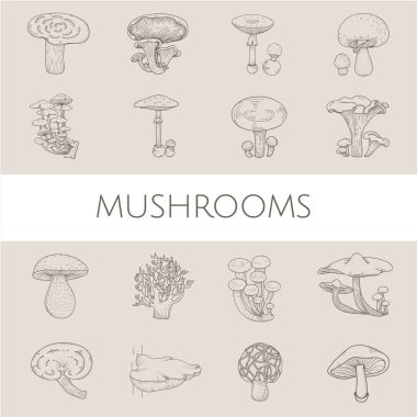 mantar çeşitleri çizimi 