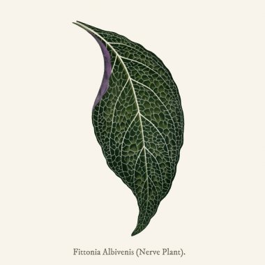 Sinir bitki (Fittonia Albivenis) (1825-1890 yılında) yeni ve Rare Beautiful-Leaved bitki bulundu.