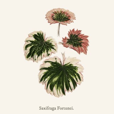 Yeni ve Rare Beautiful-Leaved bitki (1825-1890 yılında) bulunan saxifrage (Saxifraga Fortunei).