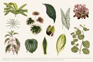 Koleksiyon yeni ve Rare Beautiful-Leaved bitkiler (1825-1890 yılında) bulunan bırakır. Dijital olarak kendi yayın 1929 sürümünden gelişmiş.