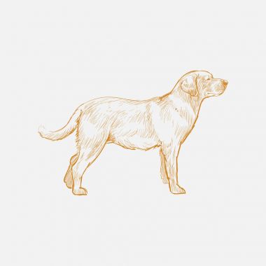 Köpek çizim çizim tarzı