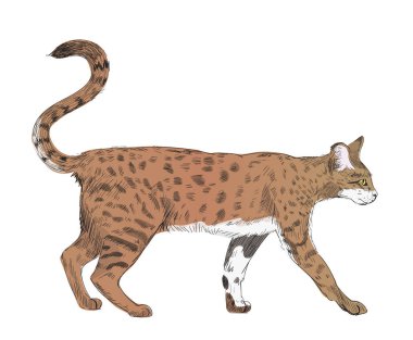 Kedi çizim çizim tarzı