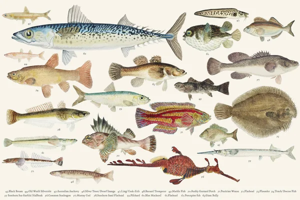 Koleksiyon Çizim Balıklar Renkli Çizimi — Stok fotoğraf