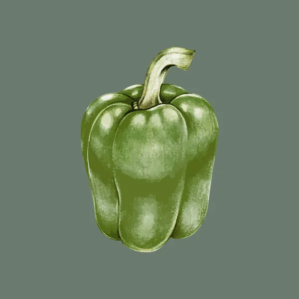 Illustration Hand Drawn Pepper — Stock Photo, Image