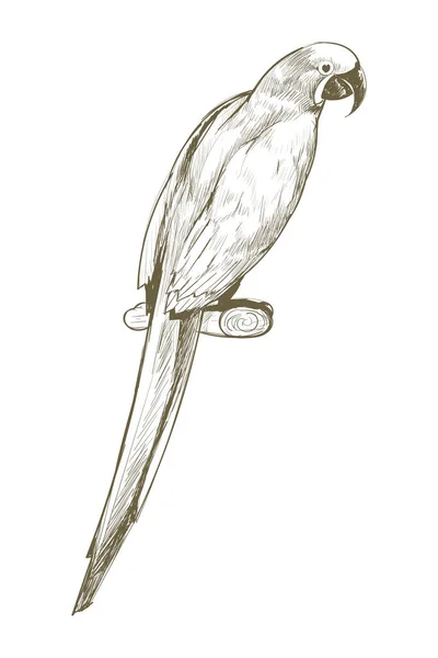 Papağan Illüstrasyon Çizim Tarzı — Stok fotoğraf