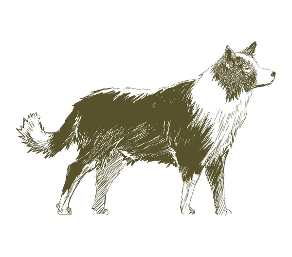 Illustration Drawing Style Dog — Stock Photo, Image