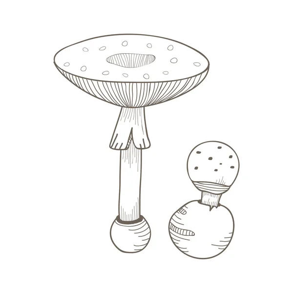 种类艺术蘑菇的例证 — 图库照片