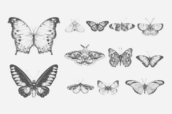 Ilustración Estilo Dibujo Colección Mariposas —  Fotos de Stock