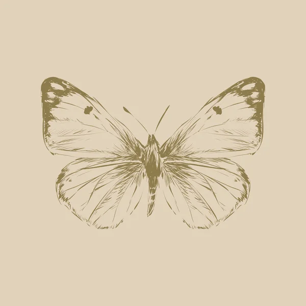 Illustrazione Disegno Stile Farfalla — Foto Stock