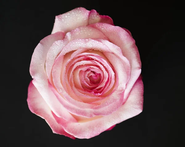 Primo Piano Rosa Fiorita Fotoinsieme Originale — Foto Stock