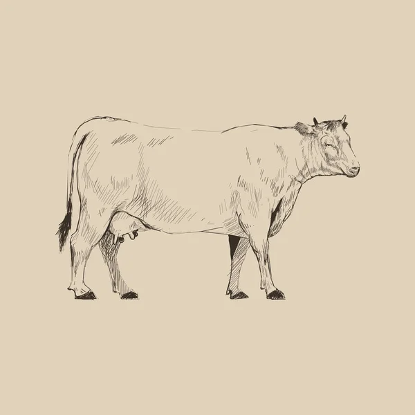 Ilustración Dibujo Estilo Vaca — Foto de Stock