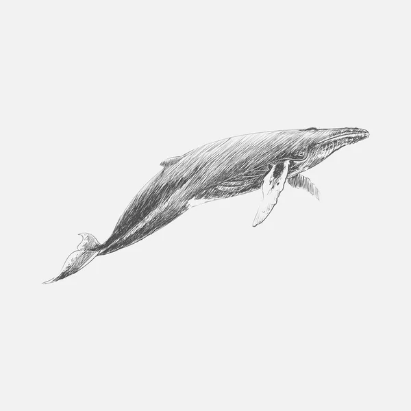 Illustrazione Disegno Stye Humpback Whale Charles Dessalines Orbigny 1806 1876 — Foto Stock
