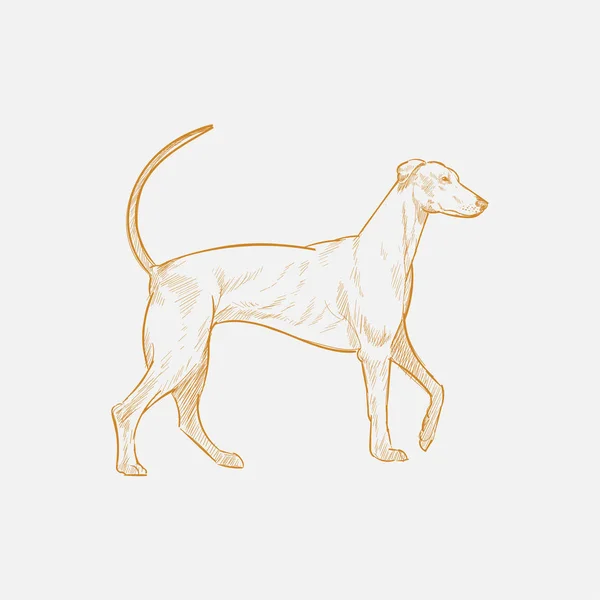 Illustrazione Disegno Stile Cane — Foto Stock