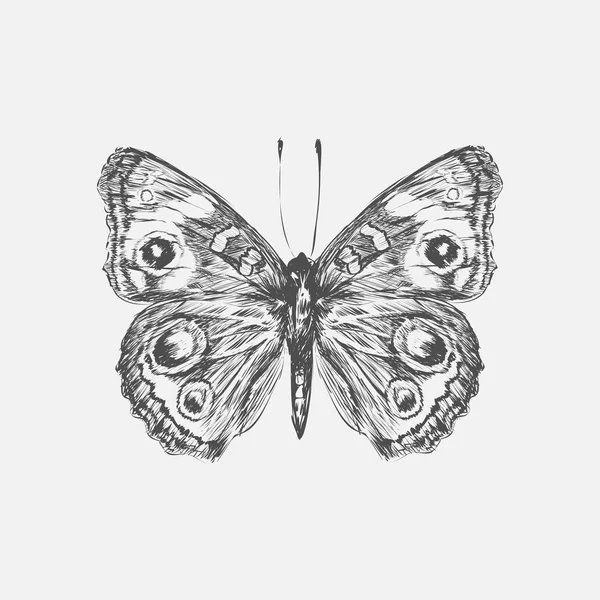 Illustration Dessin Style Papillon — Photo