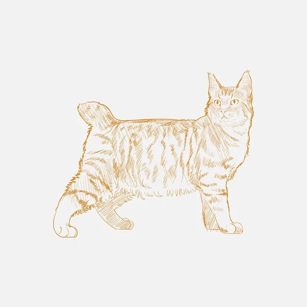 Illustration Drawing Style Cat — Stock Photo, Image