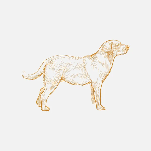 Ilustração Desenho Estilo Cão — Fotografia de Stock