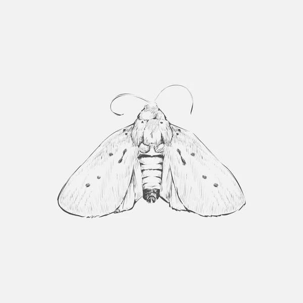 Ilustración Dibujo Estilo Mariposa —  Fotos de Stock