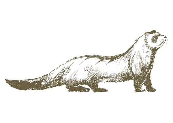 Illustration Drawing Style Ferret — Stock Photo, Image