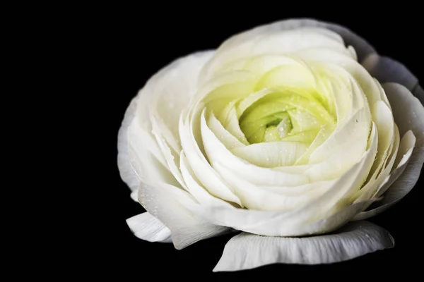 Nahaufnahme Blühender Weißer Rosen Originelle Fotosets — Stockfoto